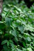 Creeping croftonweed; Ageratina riparia