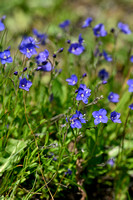 Rotsereprijs; Rock Speedwell; Veronica fruticans