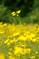 Groot Streepzaad; Rough Hawk's-beard; Crepis biennis