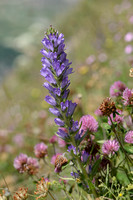 Aardragend Klokje; Spiked Bellflower; Campanula spicata