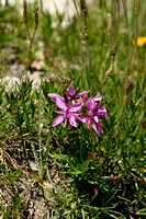 Fleichers Wilgenroosje; Epilobium dodonaei subsp. fleischeri