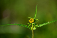 Knikkend tandzaad; Nodding Bur-marigold; Bidens cernua