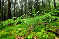 Witte veldbies; White Wood-rush; Luzula luzuloides;