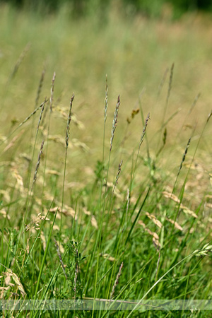 Veldkweek; Elymus campestris; subsp. campestris