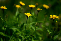 Crepis pyrenaica