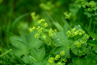 Kale vrouwenmantel - Smooth Lady's-mantle - Alchemilla glabra