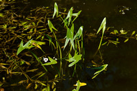 Pijlkruid; Arrowhead; Sagittaria sagittifolia