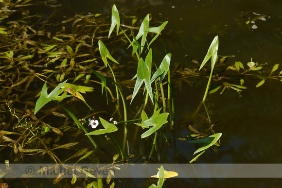 Pijlkruid; Arrowhead; Sagittaria sagittifolia