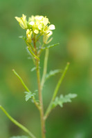 Schijnraket; Hairy Rocket;Erucastrum gallicum