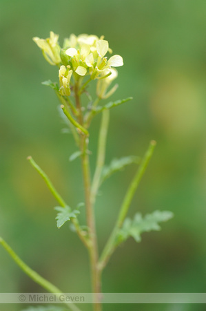 Schijnraket; Hairy Rocket;Erucastrum gallicum