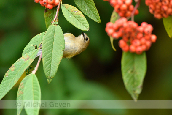 Goudhaan; Goldcrest; Regulus regulus