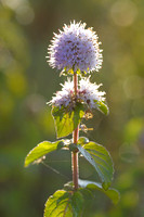 Watermunt - Watermint -  Mentha aquatica