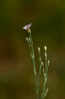 Kleine mantelanjer; Tunicflower; Petrorhagia saxifraga