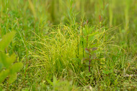 IJle zegge; Remote sedge; Carex remota