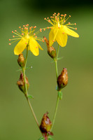 Fraai Hertshooi; Slender St. John's-wort; Hypericum pulchrum