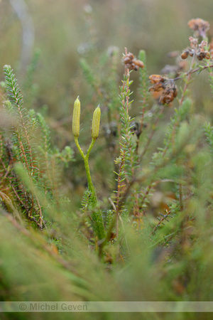 Grote Wolfsklauw; StagÕs-horn clubmoss; Lycopodium clavatum;