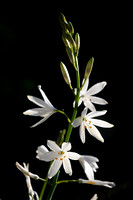 Graslelie; Anthericum liliago;St. Bernard's Lily;