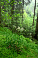 Witte veldbies; White Wood-rush; Luzula luzuloides