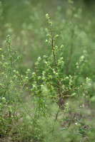 Zacht loogkruid; Russian thistle; Salsola tragus