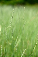 Veldkweek; Elymus campestris; subsp. campestris