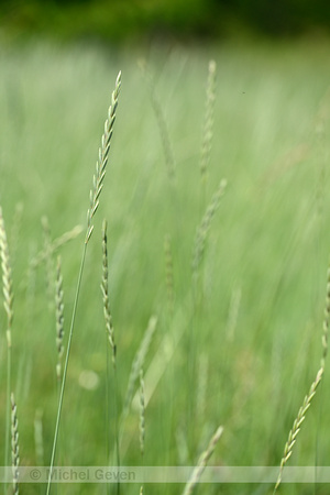 Veldkweek; Elymus campestris; subsp. campestris