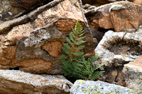 Dryopteris villarii