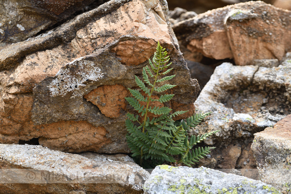 Dryopteris villarii