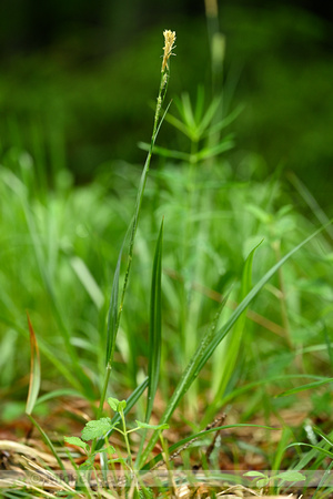 Gladde zegge; Smooth-stalked Sedge; Carex laevigata