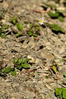 Bergmargriet; Leucanthemum adustum