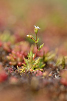 Kandelaartje; Rue-leaved saxifrage; Saxifraga tridactylites;
