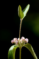 Iranese Jerusalemsalie; Iranian Jerusalem Sage; Phlomis herba-ve