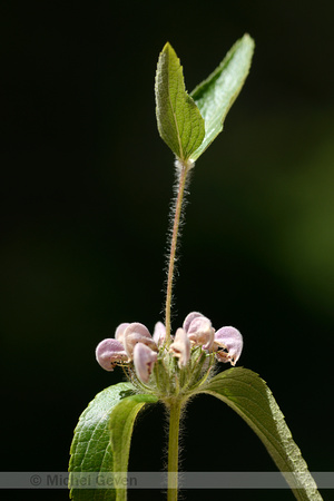 Iranese Jerusalemsalie; Iranian Jerusalem Sage; Phlomis herba-ve