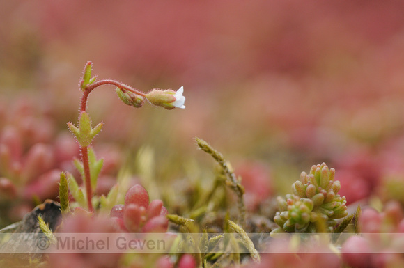 Kandelaartje; Rue-leaved saxifrage; Saxifraga tridactylites