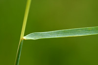 Veldkweek; Elymus campestris; subsp. campestris