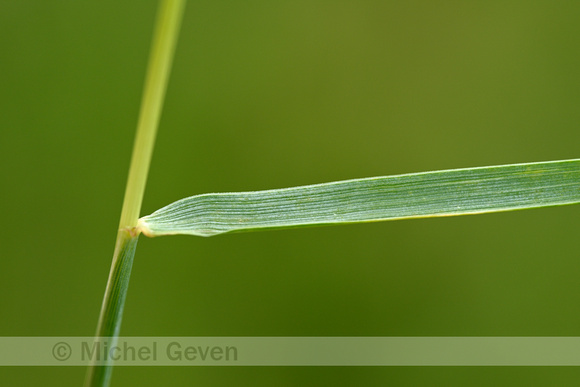 Veldkweek; Elymus campestris; subsp. campestris