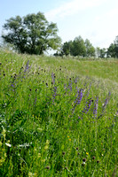 Veldsalie; Salvia pratensis; Meadow Clary