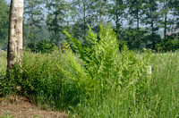 Koningsvaren; Royal Fern; Osmunda regalia