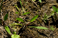 Sterwaterweegbree - Starfruit - Damasonium alisma