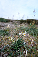 Bunch-flowered Daffodil; Narcissus tazetta