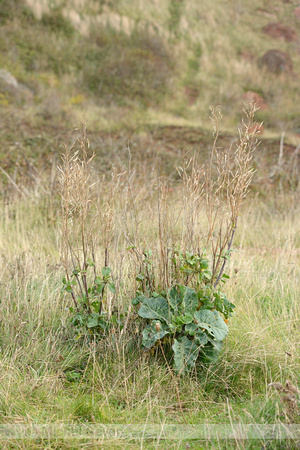 Wilde Kool; Wild cabbage; Brassica oleracea
