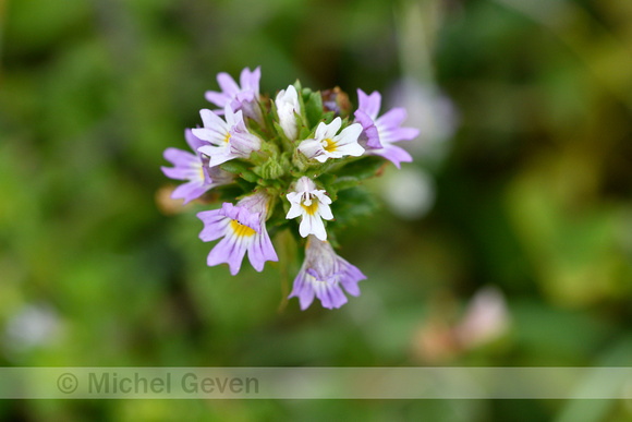 Vierrijige ogentroost; Irish Eyebright; Euphrasia tetraquetra