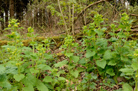 Voorjaarshelmkruid; Yellow Figwort; Scrophularia vernalis