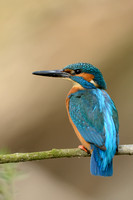 IJsvogel;Common Kingfisher; Alcedo atthis