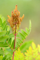 Koningsvaren; Royal Fern; Osmunda regalia