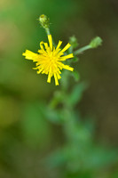 Boshavikskruid - New England Hawkweed - Hieracium sabaudum