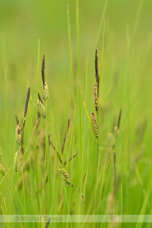 Zwarte zegge; Common Sedge; Carex nigra