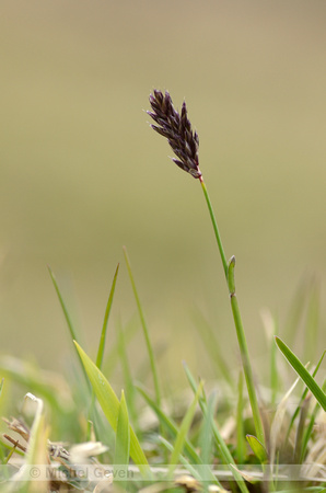 Blauwgras; Blue Moor Grass; Sesleria albicans