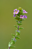 Vierrijige ogentroost; Irish Eyebright; Euphrasia tetraquetra