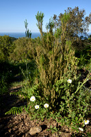 Bezemdophei; Green heather; Erica scoparia;