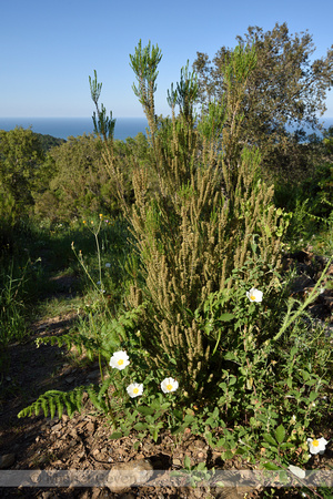 Bezemdophei; Green heather; Erica scoparia;